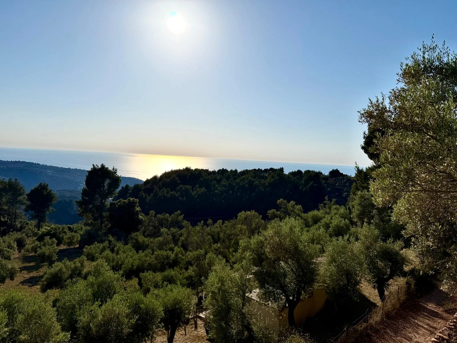 Elevated olive grove with Mediterranean sea horizon near Sóller