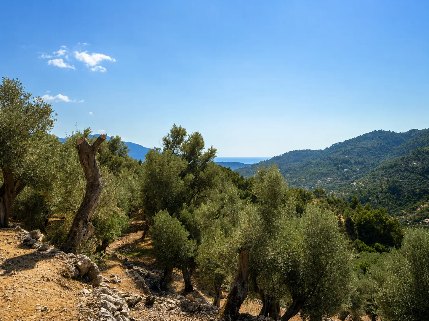 Mountain viewpoint above Finca Valley with olive trees, valley and western horizon